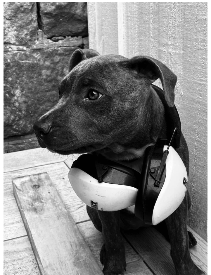 Bella — 5 Star Decking official site safety dog